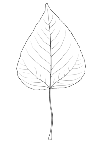 Balsam Poplar Leaf Coloring Page